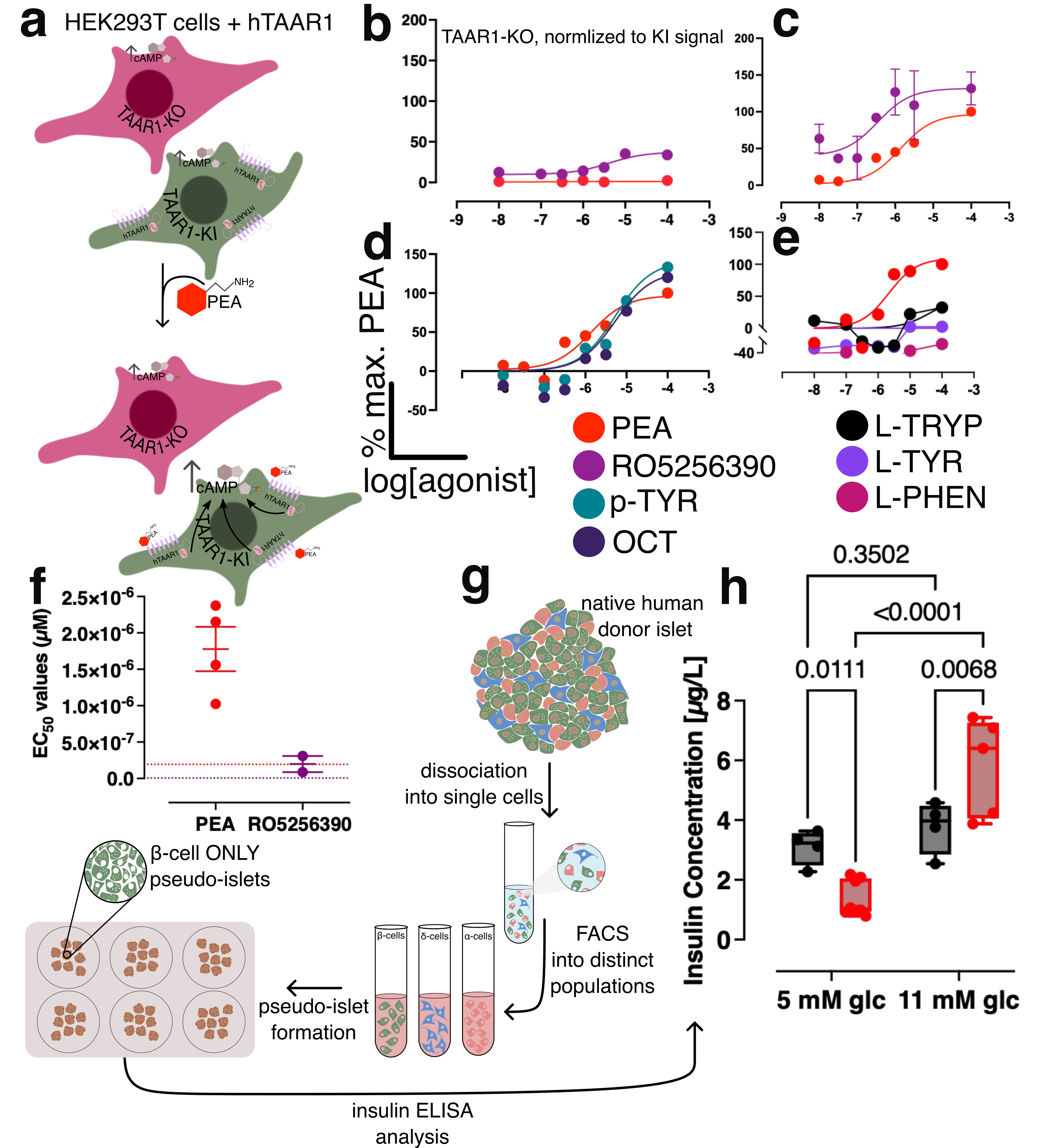Cyclase Assay