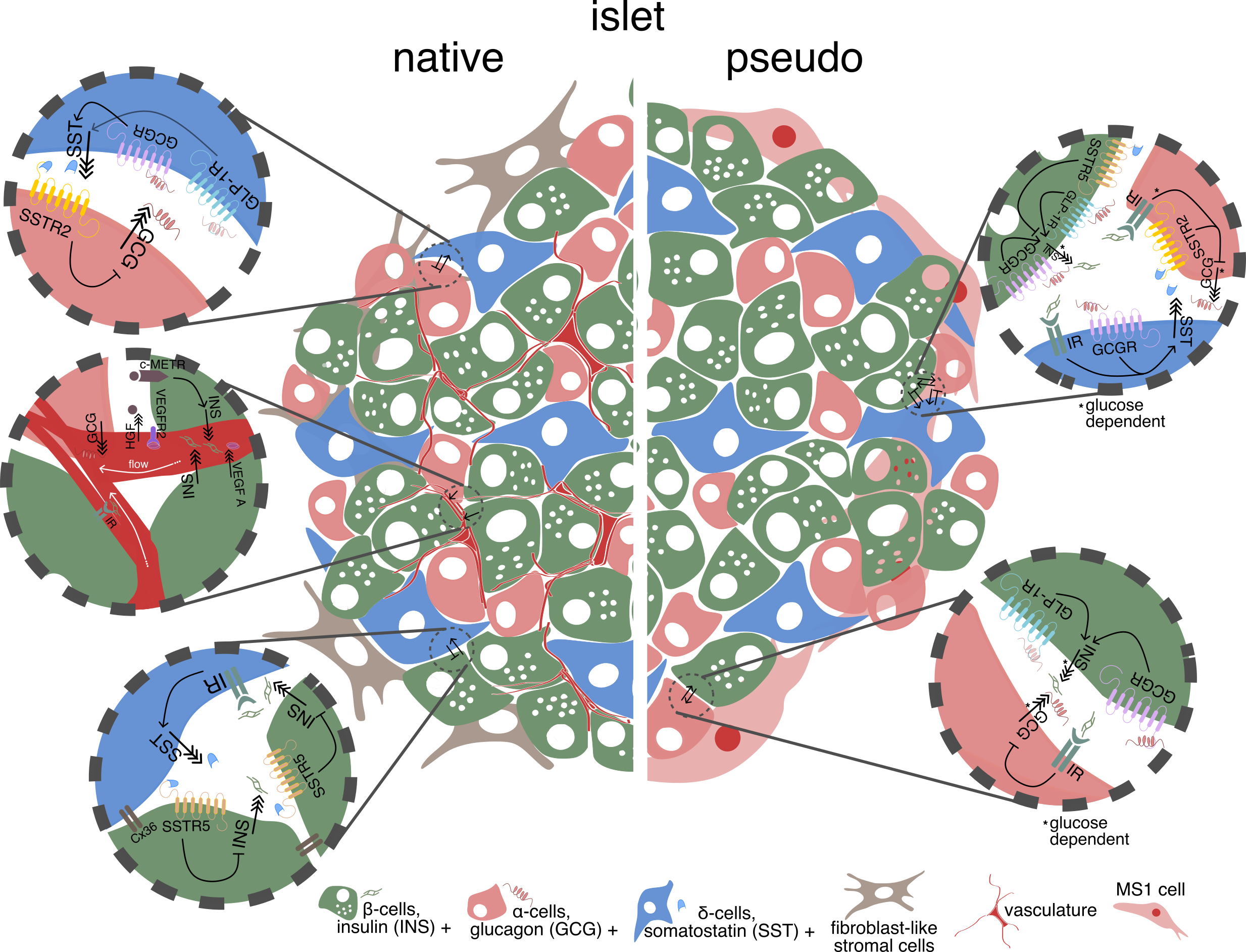 Islet Signaling