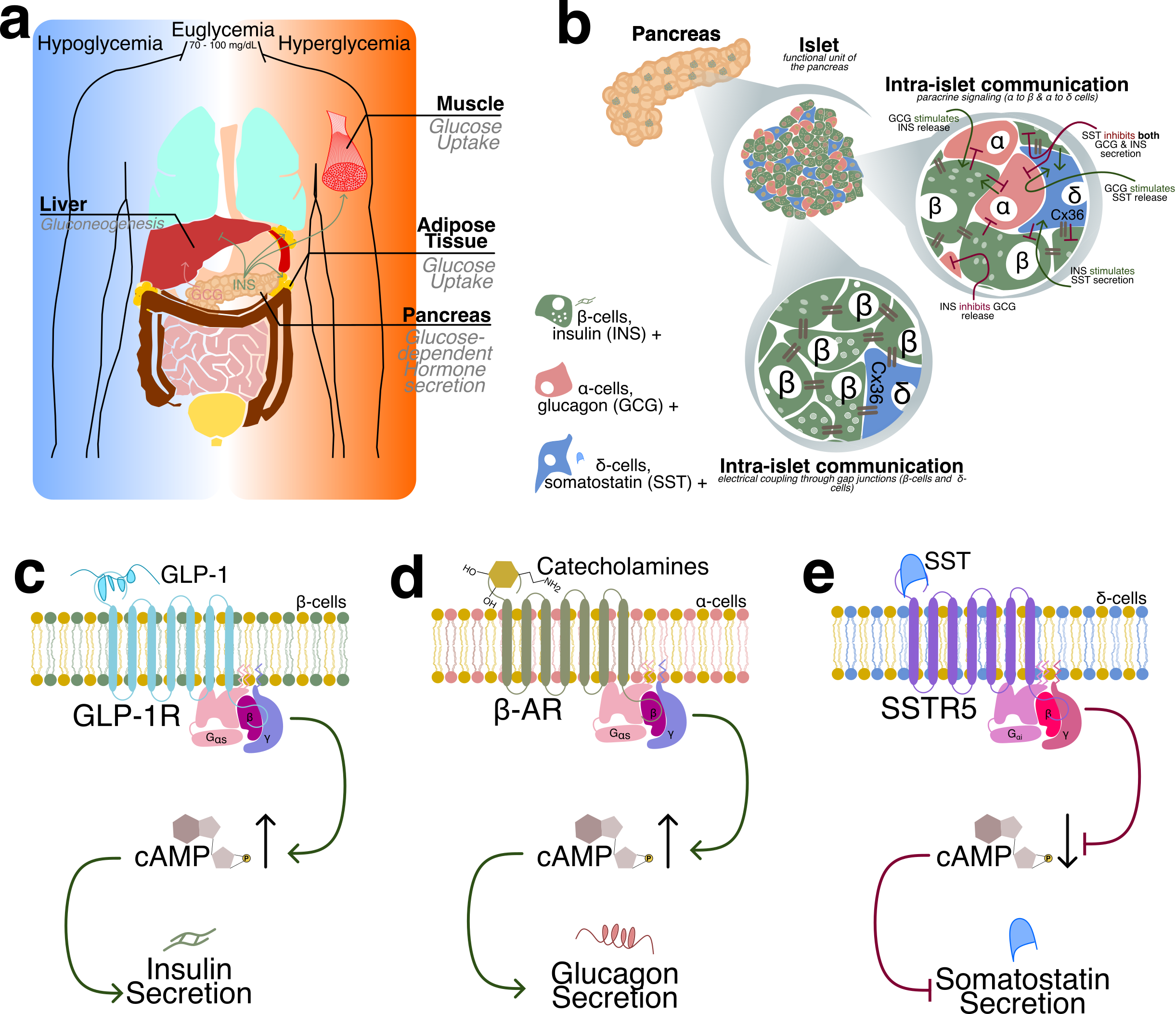 Overarching Introduction Figure